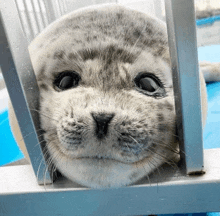 a seal peeking out of a cage with its eyes closed