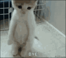Sad Cat Bye GIF