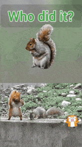 Who Did It Trees GIF - Who Did It Trees Squirrels GIFs