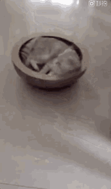 Roomba Cat Nfg GIF