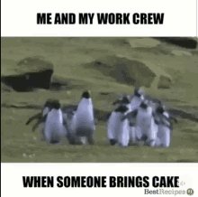work free cake cake for all excited