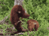 a couple of orangutans are standing in a forest