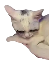 a close up of a cat with its eyes closed on a white background