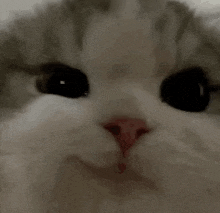 a close up of a cat 's face with its eyes closed and a red nose .