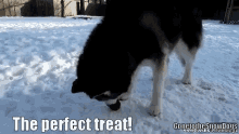 Gone To The Snow Dogs Gttsd GIF - Gone To The Snow Dogs Gttsd Husky GIFs