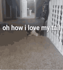 Oh How I Love My Tail Cats GIF - Oh How I Love My Tail Cats GIFs