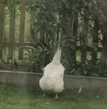 chicken jump
