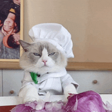 Puff Meow Chef GIF - Puff Meow Chef That Little Puff GIFs