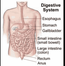 Digestive System GIF - Digestive System GIFs