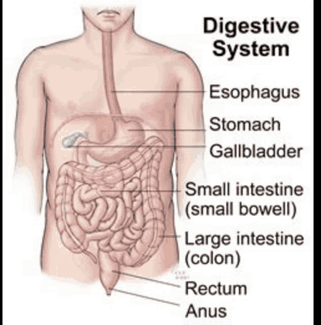 digestive system gif