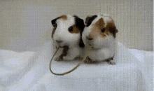 Hamster Kiss GIF - Hamster Kiss GIFs