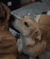 two dogs are kissing each other and one of them has a collar on
