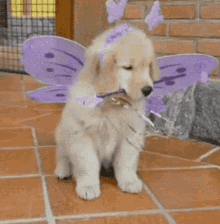 Butterfly Dog Dog GIF