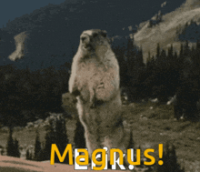 a marmot standing on its hind legs with magnus written in yellow letters