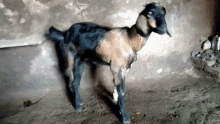 Black And Brown Goat Tenor GIF