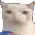 a close up of a cat holding a can of soda in its mouth .