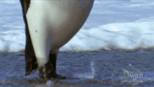 Im Back National Geographic GIF - Im Back National Geographic Penguin Parent Powers GIFs