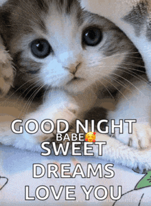a picture of a kitten with the words good night babe sweet dreams love you on it