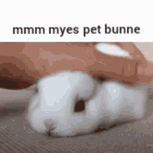 Bunny Pet GIF - Bunny Pet GIFs