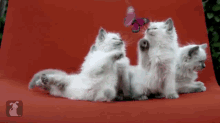 Adorable Kittens Try To Catch Butterfly GIF - Cute Kittens Cats GIFs