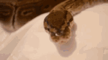 Bashful Snake GIF - Cute Boop Snake GIFs
