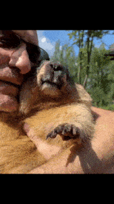 Marmot Kissing GIF - Marmot Kissing Squirrel GIFs