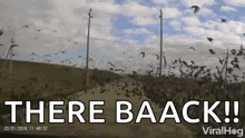a large flock of birds flying over a field with the words " there baack "