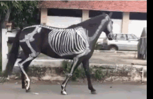 Horse Skeleton GIF - Horse Skeleton GIFs