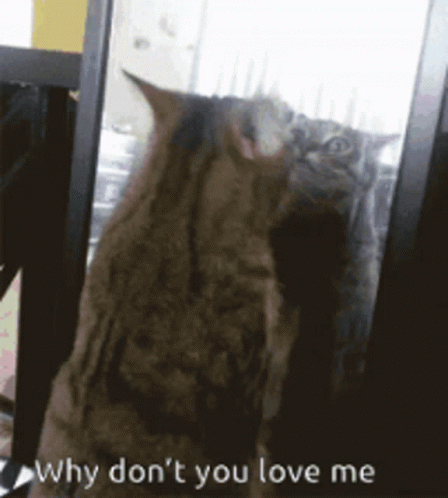 why dont you love me gif