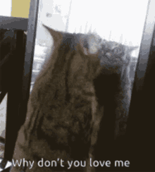 Why Dont You GIF - Why Dont You Love Me GIFs