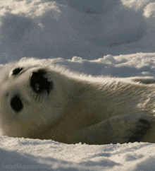 Sup Seal GIF - Sup Seal GIFs