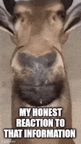 a close up of a kangaroo 's face with the words `` my honest reaction to that information '' written on it .