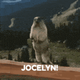 Jocelyn GIF - Jocelyn GIFs