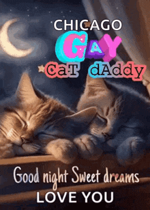 a couple of cats sleeping next to each other on a window sill with the words chicago gay cat daddy good night sweet dreams love you