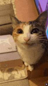 Cat Wierd Cat GIF - Cat Wierd Cat Wierd Ass Cat GIFs