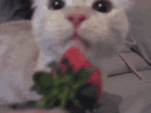 Cat Strawberry Cat GIF - Cat Strawberry Cat Strawberry GIFs