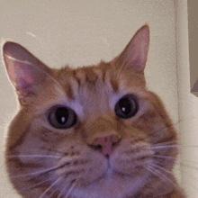 Meme Cat GIF - Meme Cat Shaking GIFs