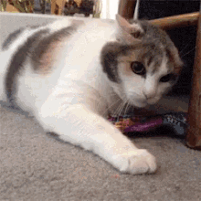 Do It Again And You Die GIF - Cat Skittles Food GIFs