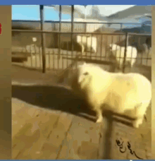 Stop Sheep GIF - Stop Sheep Attack GIFs