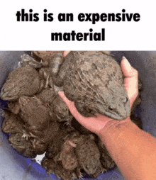 Frog Expensive GIF - Frog Expensive Material GIFs