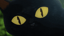 a black cat with yellow eyes is looking at the camera