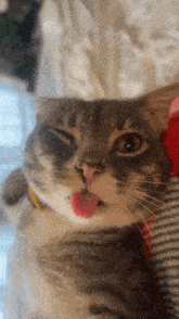 a cat sticking its tongue out and wearing a yellow collar