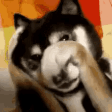 Embaressed Dog GIF - Embaressed Dog Shiba GIFs