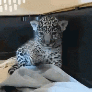 Funny Animals Just Chill GIF - Funny Animals Just Chill Chill Dude -  Discover & Share GIFs