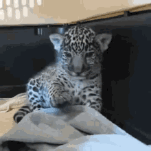 Funny Animals Just Chill GIF - Funny Animals Just Chill Chill Dude GIFs