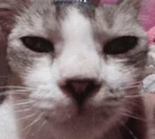 a close up of a cat 's face with a pink background and a blurred background .