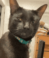 a black cat wearing a teal collar with the letter g on it looks at the camera