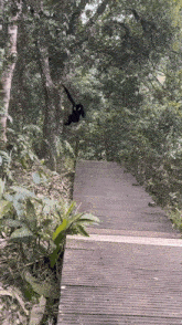 a black and white monkey is hanging from a tree