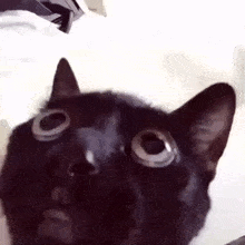 a close up of a black cat 's face with big eyes .