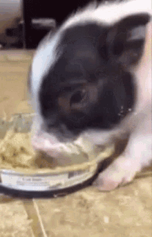 Piglet Eating GIF - Piglet Eating Feeding Time GIFs